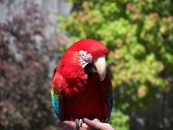 bird - nice looking birdie