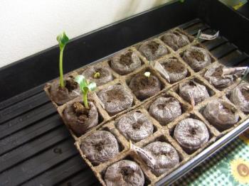 pic of seeds - I started these seeds a week ago.