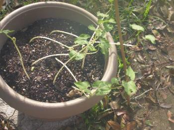 beans - here are the beans after some much needed sunshine.