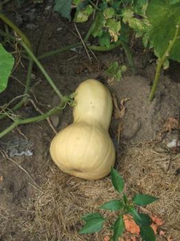 Yellow Squash - This is one of the many Yellow Squash I grew this year. I really like them in soups.

Have you ever eaten Yello Squash?