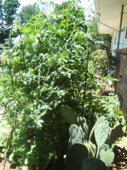 My Giant Tomato Plant.  - I&#039;ve never seen a tomato plant this huge. At one time it was over 6 feet tall.

It is called a "Beef Steak" tomato plant. The insides are as a deep red color. Some can weigh over a pound. They are great in salads or on a sandwitch.

Have you ever heard of this kind of tomato?

Lloyd