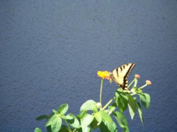 Butterfly in my yard - A butterfly in my yard on my Lantana