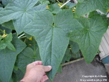 Pivkling Cucumber leaf - This thing has HUGE leaves on it. Pivkling Cucumber leaf - This thing has HUGE leaves on it.