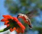 hummingbird - hummingbird feeding 