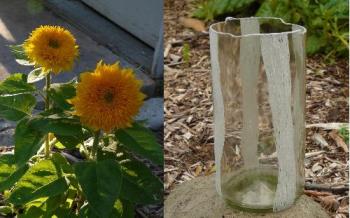 Etched Container - This is a container I made from an old wine bottle. I cut the bottle, rounded the edges, and etched it with four, thick, wavy lines. It&#039;s being paired with some Teddy Bear sunflower seeds (a dwarf variety) in a kit.