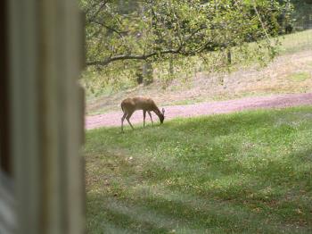 Deer - Picture was taken out my bedroom window. 