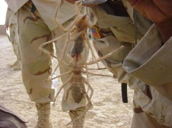 Camel Spider - Huge!!!