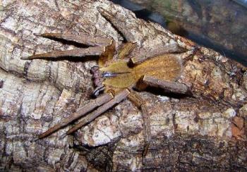 Brown Banana Spider - Very Dangerous!