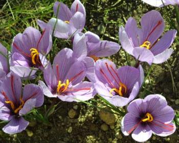 fall-flowering plant Crocus - affron cames from the crocus and was used for madicinal puropses.