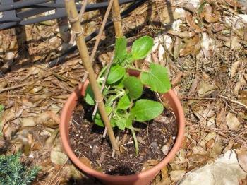 zuccinni - They are growing so good.