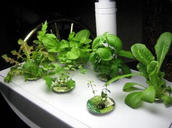 Closer Shot of the Salad Bar - The basil (in the middle/back) is about big enough to snip off for cuttings to re-root and I will put them in glasses of water right there in the white spaces between the other plants where they can enjoy the bright lights. That will free up a grow hole for another batch of romaine lettuce. Yayyy. In this way, I do manage to grow more than just 7 plants in each AeroGarden, and in fact, I put a few more of my own hydroponic planters off to the side so that the light is not wasted. 

I call those my little hitch-hikers, and will post a photo of them eventually.