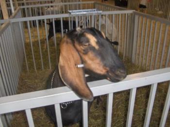 picture of a goat at the fair - picture of a goat from the fair