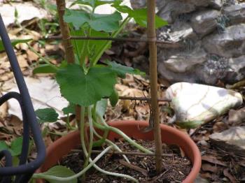 zucchinni - zucchinni update photo zucchinni - zucchinni update photo