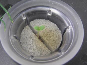 Tiny rosemary in the aerogarden - this is from seeds I put in the aerogarden. Tiny rosemary in the aerogarden - this is from seeds I put in the aerogarden.