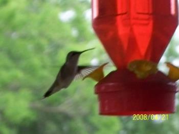 hummingbird - Love to watch the little hummingbirds.