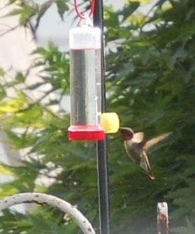 ruby-throated hummingbird - the one hummingbird that has come around this summer. the first hummingbird I have seen since moving to the northeast 3 years ago