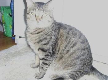 Bean - This is my stray, Bean. He 'adopted' us when he was so skinny you could see every bone in his body! Now, he's HUGE, but gentle and loveable. Bean - This is my stray, Bean. He 'adopted' us when he was so skinny you could see every bone in his body! Now, he's HUGE, but gentle and loveable.
