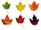 Autumn leaves -  This is a picture of some leaves.