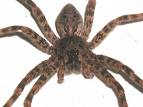 Wolf Spider - Just a little creepy guy/girl not sure which