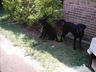 Taylor & Tobi - My 2 Black Labs Taylor & Tobi. It was 100° that day & I couldn&#039;t get them out of the shade. Can you blame them???