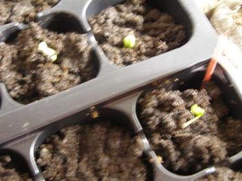 new seedlings - they are growing!! new seedlings - they are growing!!