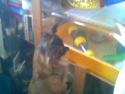 My little Gissi - Here he is watching the Hamster he loves watching the Hamster He will stand for hours watching him