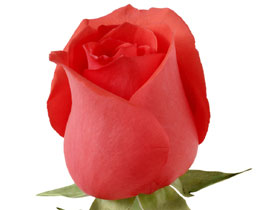 A beautiful rose - A beautiful rose for a wonderful teacher