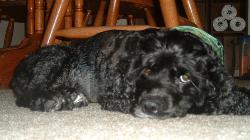 Cocker spanial - This is my baby Leroy after his hair cut. He was alittle mad at me.