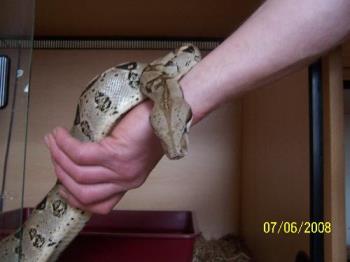 Boa Constrictor - This little beauty is around 2 and a half years old. Boa Constrictor - This little beauty is around 2 and a half years old.