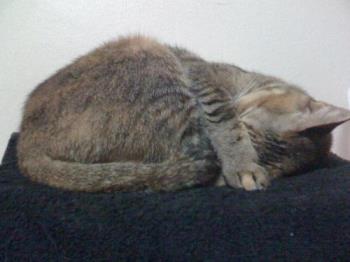 kitty asleep - she likes to cover her eyes when she sleeps