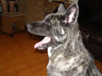 my happy shilo - our Akita my happy shilo - our Akita