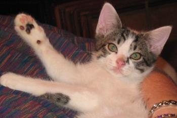 Rygel - the cat that will eat us in our sleep Rygel - the cat that will eat us in our sleep
