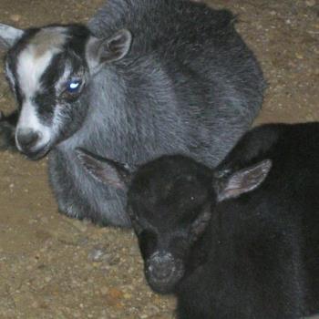 Pygme Goats - Prince and Cinderella were born this spring and came to live with us when they were just old enough to leave their mother. Prince is the grey and white, Cinderella is the black. Pygme Goats - Prince and Cinderella were born this spring and came to live with us when they were just old enough to leave their mother. Prince is the grey and white, Cinderella is the black.
