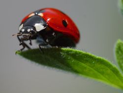 Ladybug - this thing bites?