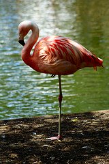 Flamingo!!! - Flamingos are beautiful creatures that sometimes stand on one leg.