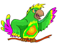 Green parrot - Green parrot, bird,gif