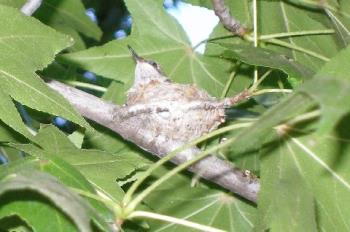Baby Hummingbird - One of the baby hummingbirds I spotted this summer. 