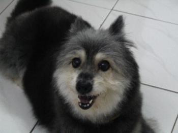 WeiWeiDog - This is my beloved WeiWeiDog - Mix husky terrier. Passed Away on Feb 14 2008 . Still miss her much..sob! sob!
