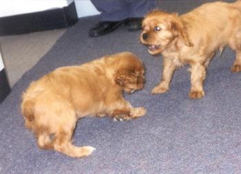 Spaniel puppies - Baby sitting cute puppies in the office. That made for a nice change in the office routine.