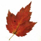 Autumn leaf - A photo of an autumn leaf.