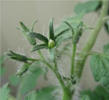Tomato Bud - My first tomato!