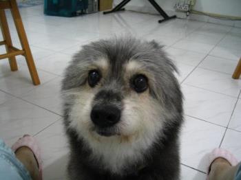 WeiWei Dog - My dog looks like an otter/ beaver here