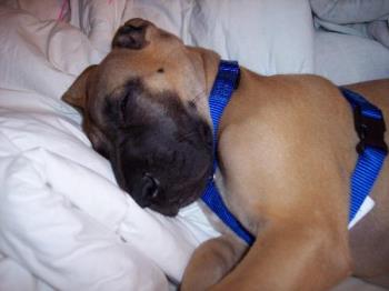 great dane pup - Daisy sleeping on my bed