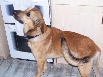 Milo - Milo, cross breed totally gorgeous! Milo - Milo, cross breed totally gorgeous!