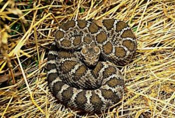 Snakes-  - Should you pick up a snake to test your faith?