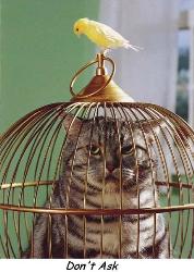 Funny - cat in jail