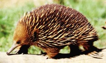 Echidna - The echidna is an Australian mammal known as a monotreme. A monotreme is a mammal that lays eggs and the platypus tht is also from Australia is another type of monotreme.