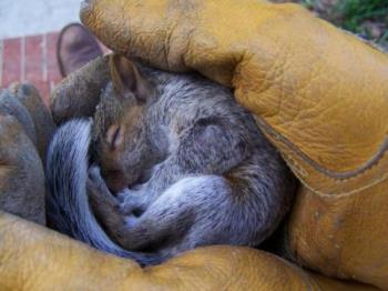 chipmunk - A little furry chipmunk. Just a baby really