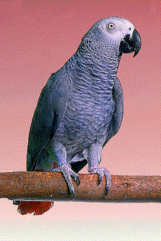 African Grey - African Grey Parrot is very intelligent African Grey - African Grey Parrot is very intelligent