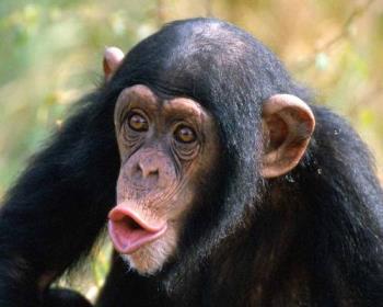 Chimpanzee - Chimpanzee are fun to have